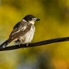 Fletnak sedohrbety - Cracticus torquatus - Grey butcherbird 2918